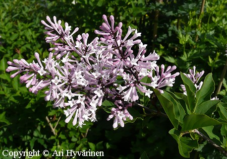 Syringa patula 'Miss Kim', samettisyreeni